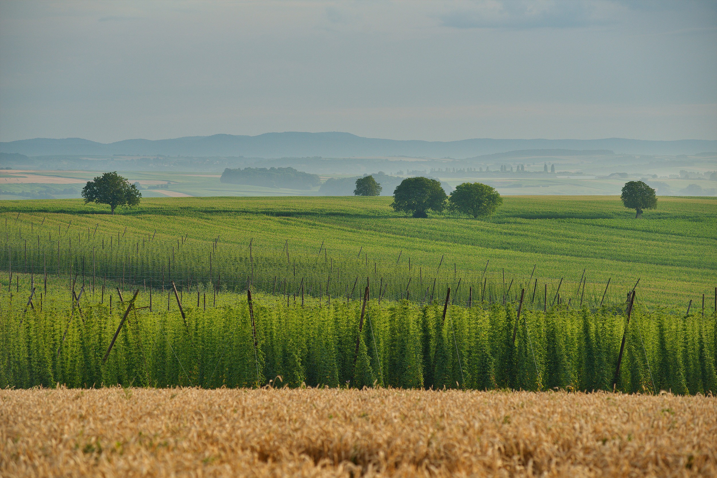 L’Alsace, un terroir et un climat,  pour un houblon des plus raffinés